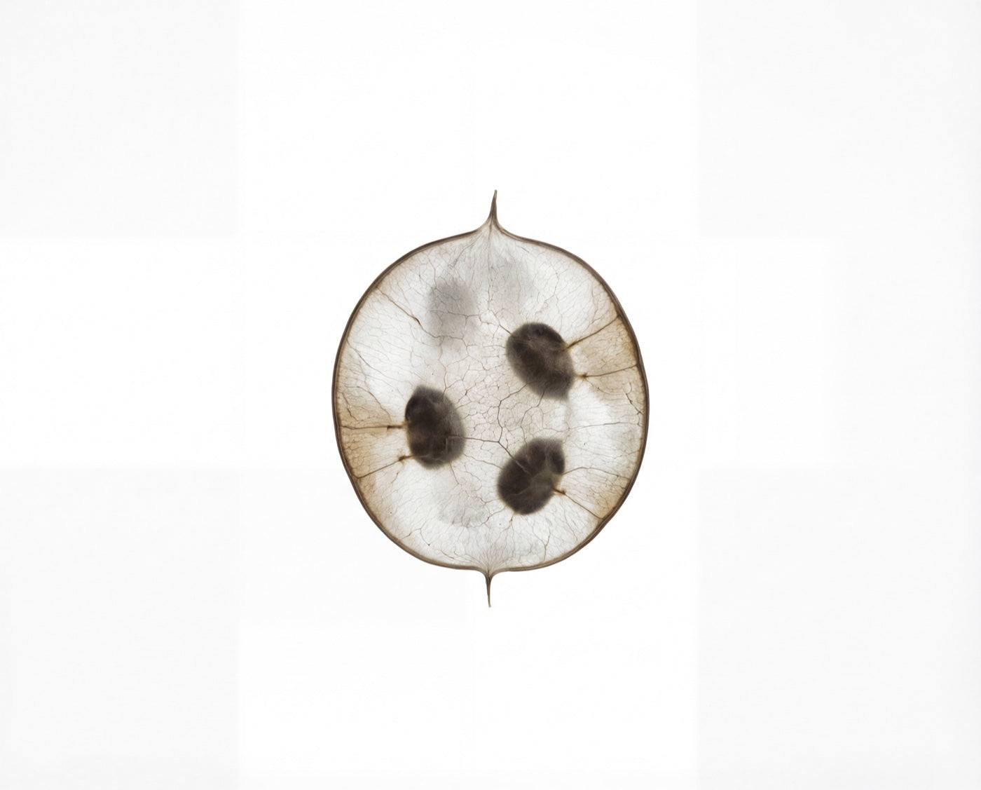 What Is Mushroom Coffee cover